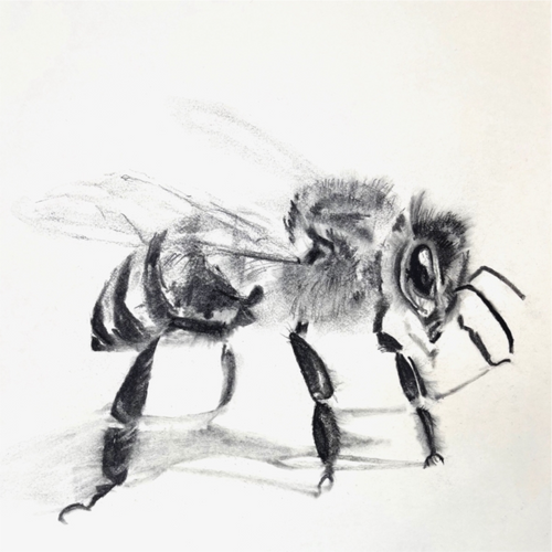 Main image bee Hahnemühle Photorag