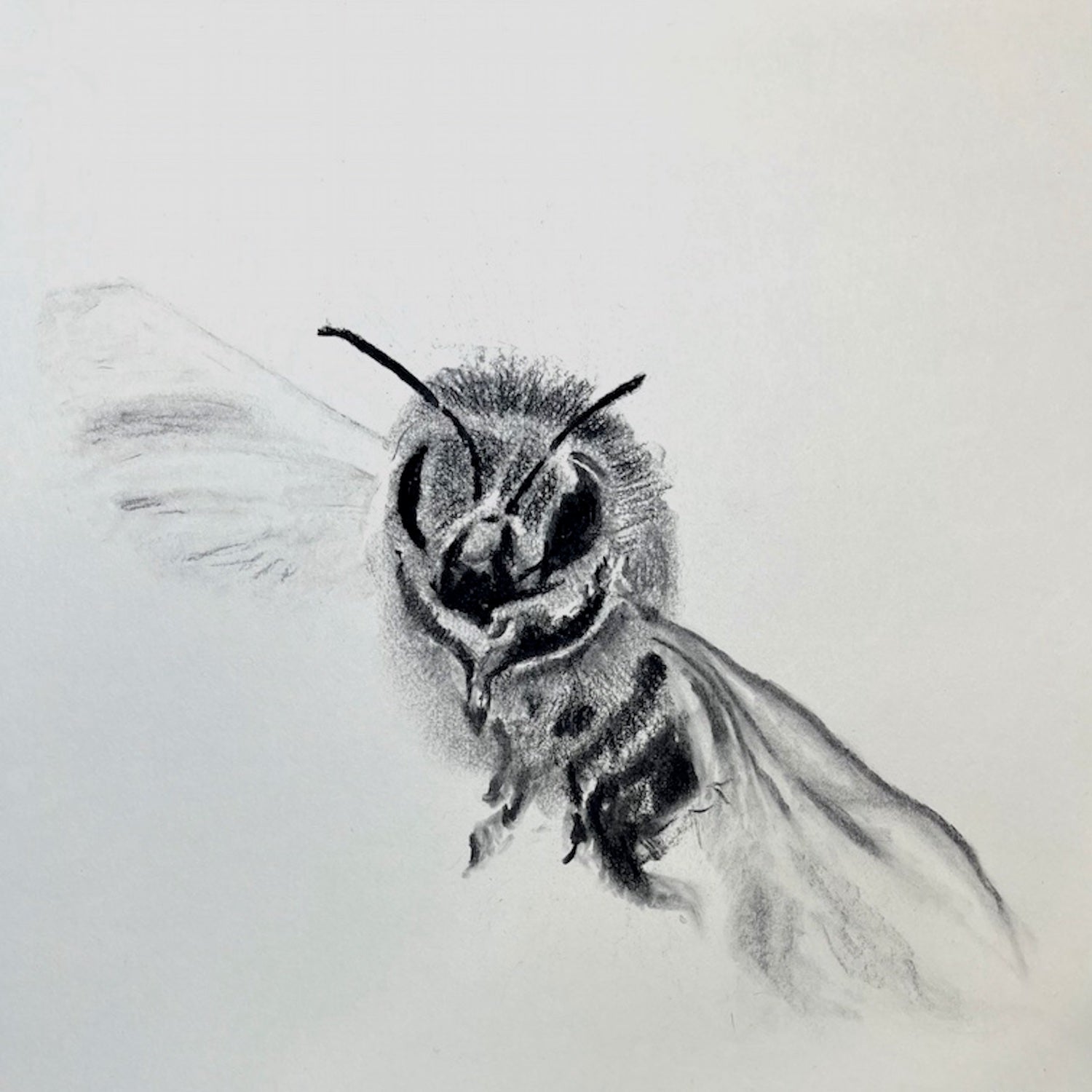 Bee No. 7 Hahnemühle Photorag – ungerahmt