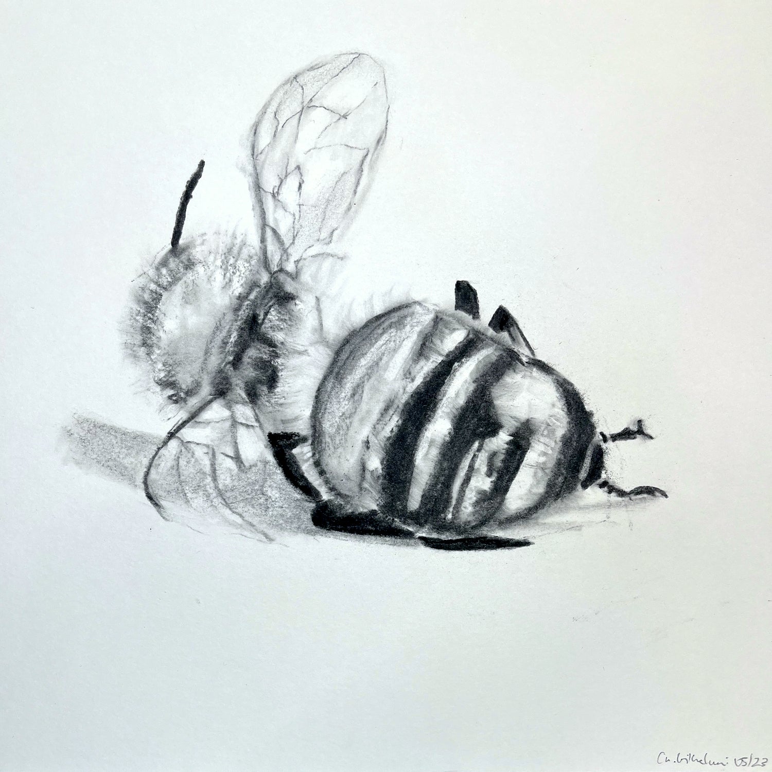 Bee No. 13 Hahnemühle Photorag – ungerahmt